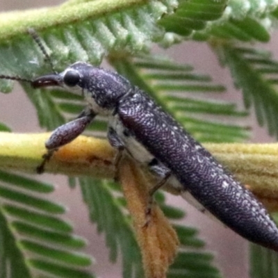 Rhinotia sparsa (A belid weevil) at Majura, ACT - 28 Jan 2019 by jb2602