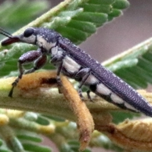 Rhinotia sparsa at Majura, ACT - 28 Jan 2019