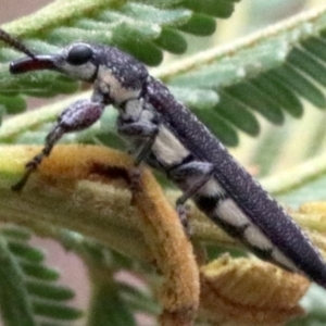 Rhinotia sparsa at Majura, ACT - 28 Jan 2019 12:23 PM