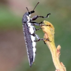 Rhinotia sparsa (A belid weevil) at Mount Ainslie - 28 Jan 2019 by jbromilow50