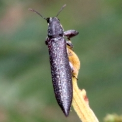 Rhinotia sparsa at Majura, ACT - 28 Jan 2019