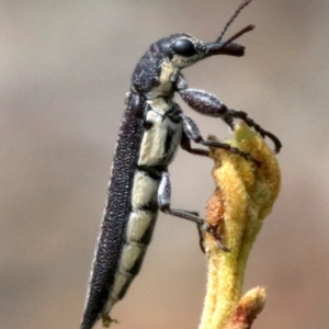 Rhinotia sparsa at Majura, ACT - 28 Jan 2019 12:34 PM