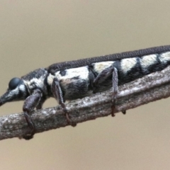 Rhinotia sparsa (A belid weevil) at Mount Ainslie - 1 Feb 2019 by jb2602