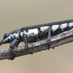 Rhinotia sparsa (A belid weevil) at Mount Ainslie - 1 Feb 2019 by jbromilow50