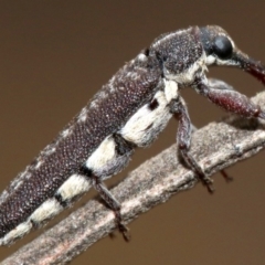 Rhinotia sparsa at Ainslie, ACT - 1 Feb 2019