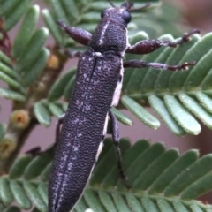 Rhinotia sparsa at Ainslie, ACT - 1 Feb 2019