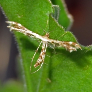 Sphenarches anisodactylus at Macarthur, ACT - 11 Mar 2019