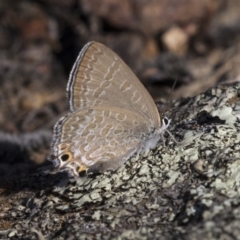 Jalmenus icilius (Amethyst Hairstreak) at Weetangera, ACT - 10 Mar 2019 by AlisonMilton