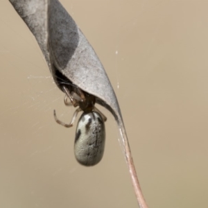 Phonognatha graeffei at Hawker, ACT - 10 Mar 2019 11:09 AM