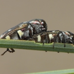 Diphucrania duodecimmaculata at Acton, ACT - 9 Mar 2019 12:13 PM