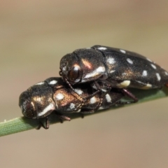 Diphucrania duodecimmaculata at Acton, ACT - 9 Mar 2019 12:13 PM