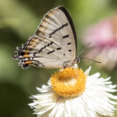 Jalmenus evagoras (Imperial Hairstreak) at Acton, ACT - 19 Feb 2019 by AlisonMilton