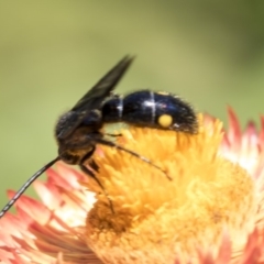 Scoliidae (family) (Unidentified Hairy Flower Wasp) at Acton, ACT - 19 Feb 2019 by AlisonMilton