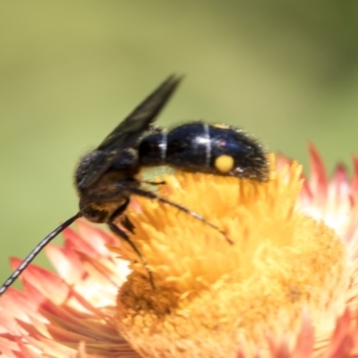 Laeviscolia frontalis (Two-spot hairy flower wasp) at ANBG - 19 Feb 2019 by AlisonMilton