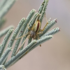 Cheiracanthium gracile (Slender sac spider) at Weetangera, ACT - 10 Mar 2019 by AlisonMilton