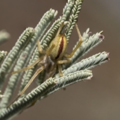 Cheiracanthium gracile at Weetangera, ACT - 10 Mar 2019