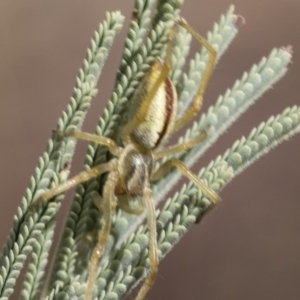 Cheiracanthium gracile at Weetangera, ACT - 10 Mar 2019