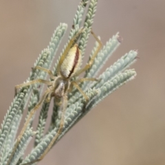 Cheiracanthium gracile at Weetangera, ACT - 10 Mar 2019