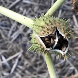 Datura stramonium at Monash, ACT - 11 Mar 2019