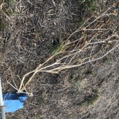 Datura stramonium at Monash, ACT - 11 Mar 2019