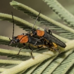 Chauliognathus tricolor (Tricolor soldier beetle) at Hawker, ACT - 10 Mar 2019 by AlisonMilton