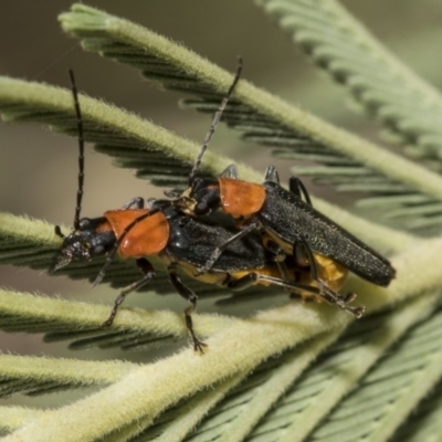 Chauliognathus tricolor (Tricolor soldier beetle) at The Pinnacle - 10 Mar 2019 by AlisonMilton