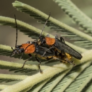 Chauliognathus tricolor at Hawker, ACT - 10 Mar 2019