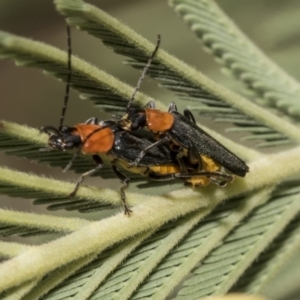 Chauliognathus tricolor at Hawker, ACT - 10 Mar 2019 11:40 AM