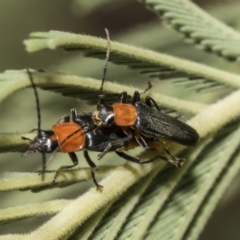 Chauliognathus tricolor at Hawker, ACT - 10 Mar 2019 11:40 AM