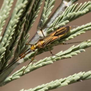 Rayieria acaciae at Hawker, ACT - 10 Mar 2019 11:30 AM