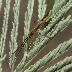 Rayieria acaciae at Hawker, ACT - 10 Mar 2019 11:30 AM