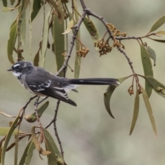 Rhipidura albiscapa (Grey Fantail) at Hawker, ACT - 10 Mar 2019 by AlisonMilton