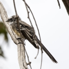 Rhipidura albiscapa at Hawker, ACT - 10 Mar 2019