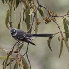 Rhipidura albiscapa at Hawker, ACT - 10 Mar 2019