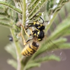 Vespula germanica (German Yellowjacket Wasp (also known as European Wasp)) at Hawker, ACT - 10 Mar 2019 by AlisonMilton