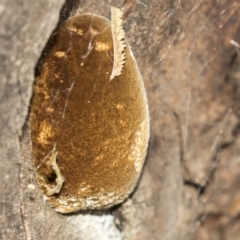Postia pelliculosa - 10 Mar 2019 by AlisonMilton