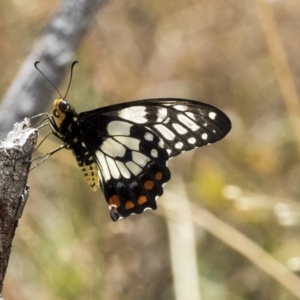 Papilio anactus at Hawker, ACT - 10 Mar 2019
