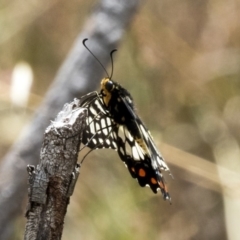 Papilio anactus at Hawker, ACT - 10 Mar 2019
