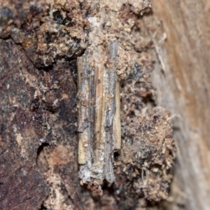 Clania lewinii & similar Casemoths at Hawker, ACT - 10 Mar 2019 12:37 PM