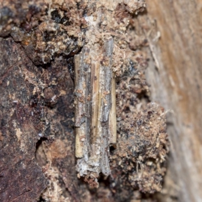 Clania lewinii & similar Casemoths (Parallel stick Case Moths) at Hawker, ACT - 10 Mar 2019 by AlisonMilton