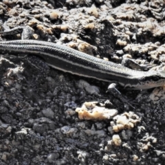 Pseudemoia spenceri (Spencer's Skink) at Namadgi National Park - 11 Mar 2019 by JohnBundock