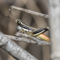 Macrotona securiformis (Inland Macrotona) at The Pinnacle - 10 Mar 2019 by Alison Milton