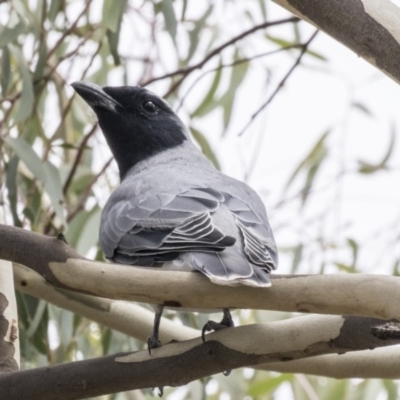 Coracina novaehollandiae (Black-faced Cuckooshrike) at Hawker, ACT - 10 Mar 2019 by Alison Milton