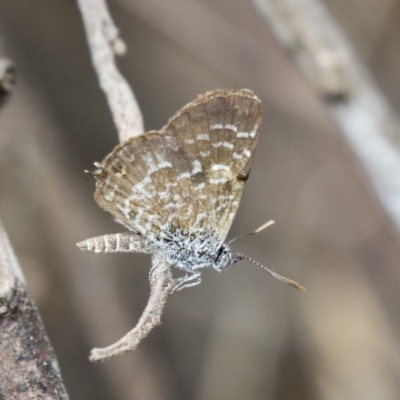 Theclinesthes serpentata (Saltbush Blue) at The Pinnacle - 10 Mar 2019 by Alison Milton