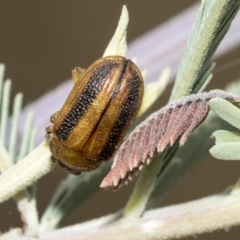 Calomela vittata (Acacia leaf beetle) at Hawker, ACT - 10 Mar 2019 by AlisonMilton