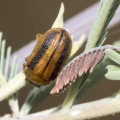 Calomela vittata (Acacia leaf beetle) at Hawker, ACT - 10 Mar 2019 by Alison Milton