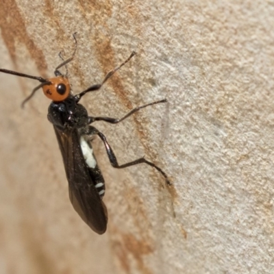 Callibracon capitator (White Flank Black Braconid Wasp) at The Pinnacle - 10 Mar 2019 by Alison Milton