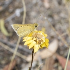 Trapezites luteus (Yellow Ochre, Rare White-spot Skipper) at Hawker, ACT - 10 Mar 2019 by Alison Milton