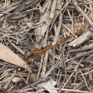 Diplacodes bipunctata at Dunlop, ACT - 10 Mar 2019 02:09 PM