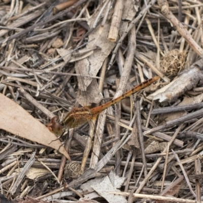 Diplacodes bipunctata (Wandering Percher) at Dunlop, ACT - 10 Mar 2019 by AlisonMilton